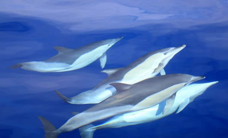 São Miguel: Swim with Wild Dolphins in the Open Ocean - From Marina Pêro de Teive to Your Safety Briefing