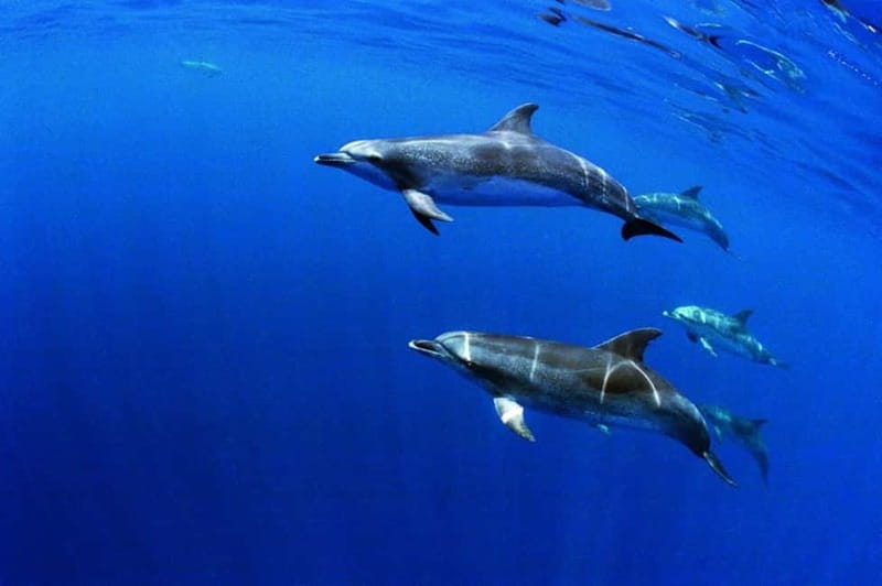 São Miguel: Swim with Wild Dolphins in the Open Ocean - Gear Up for the Water, Then Follow the Dolphin Etiquette