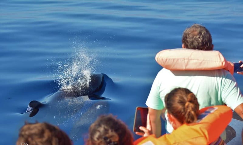 São Miguel: Swim with Wild Dolphins in the Open Ocean - How Many Times You Go In, and What It Feels Like