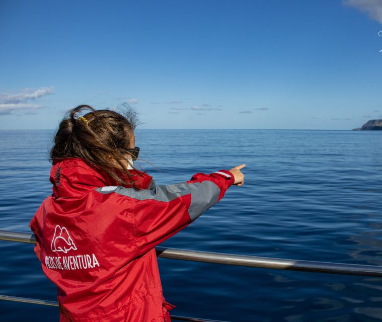 São Miguel: Swim with Wild Dolphins in the Open Ocean - Sea Life Bonus Chances, From Dolphins to Whales