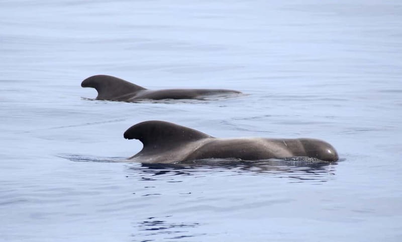 São Miguel: Swim with Wild Dolphins in the Open Ocean - Price and Value: Is 176 USD Worth It?