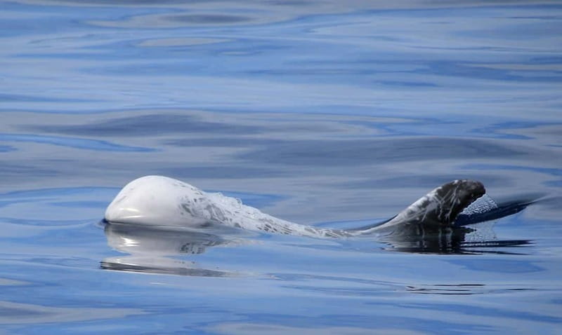 São Miguel: Swim with Wild Dolphins in the Open Ocean - What to Pack, and What to Leave Behind on the Boat