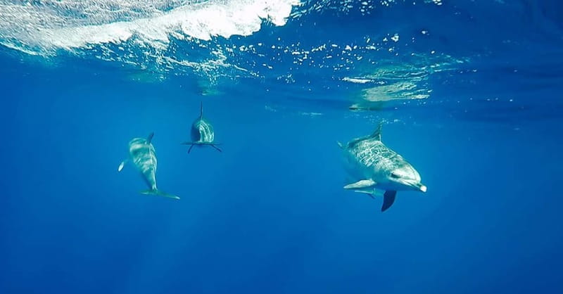 São Miguel: Swim with Wild Dolphins in the Open Ocean - The RIB Ride Out, Dolphin Spotting, and Why Timing Matters
