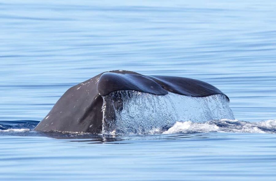 São Miguel: Whale-Watching Cruise with Marine Biologist - Key things I’d watch for on this São Miguel whale cruise