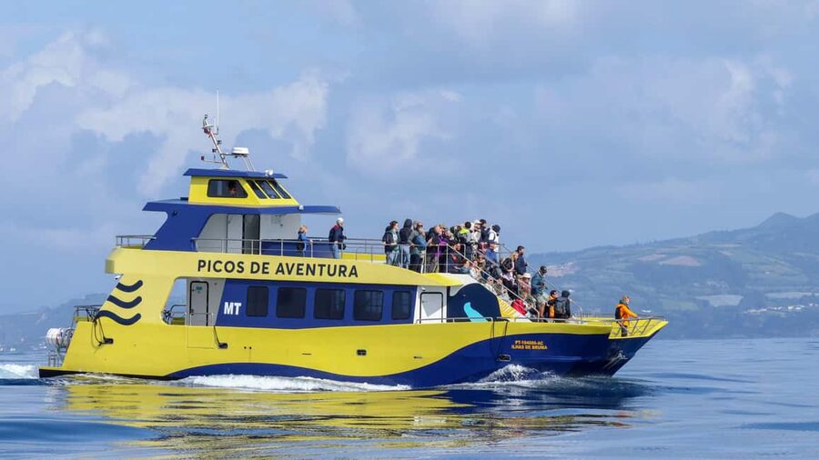 São Miguel: Whale-Watching Cruise with Marine Biologist - Why São Miguel whale watching feels different than most tours