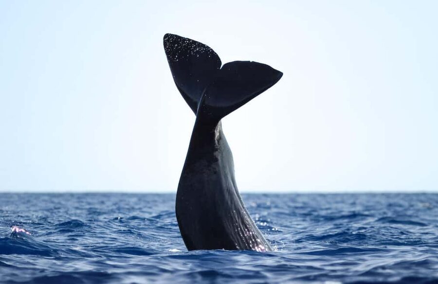 São Miguel: Whale-Watching Cruise with Marine Biologist - The safety briefing and code of ethics, plus the lookout system