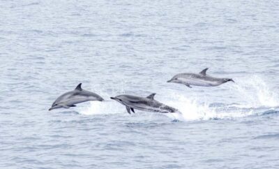 São Miguel: Whale-Watching Cruise with Marine Biologist