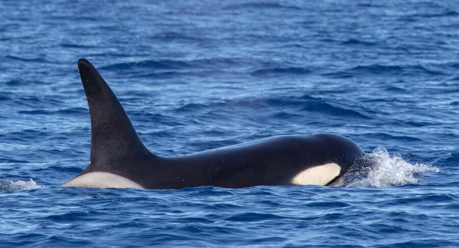 São Miguel: Whale-Watching Cruise with Marine Biologist - What you’re actually looking for: whales, dolphins, and multiple pods