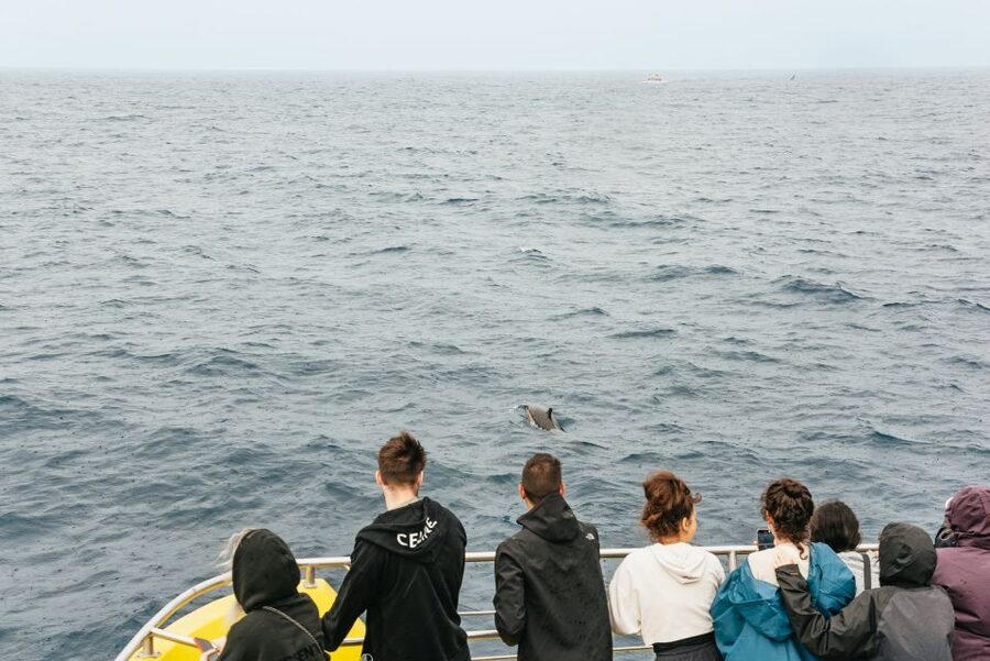 São Miguel: Whale-Watching Cruise with Marine Biologist - How the ride feels: catamaran or speedboat, and why your body will care