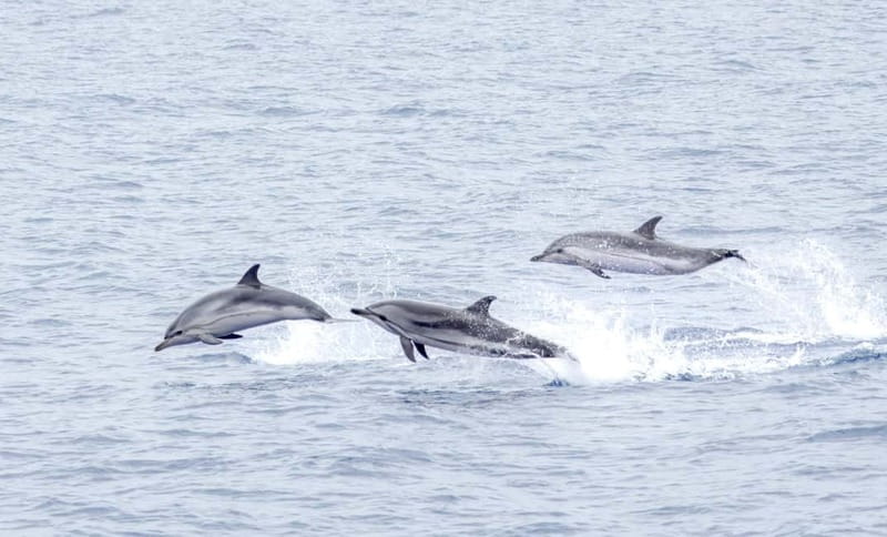 São Miguel: Whale-Watching Cruise with Marine Biologist - Price and value: what $76 buys you, and how refunds protect your day