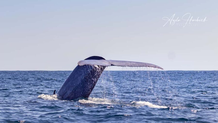 São Miguel: Whale-Watching Cruise with Marine Biologist - Who should book, and who should skip for safety