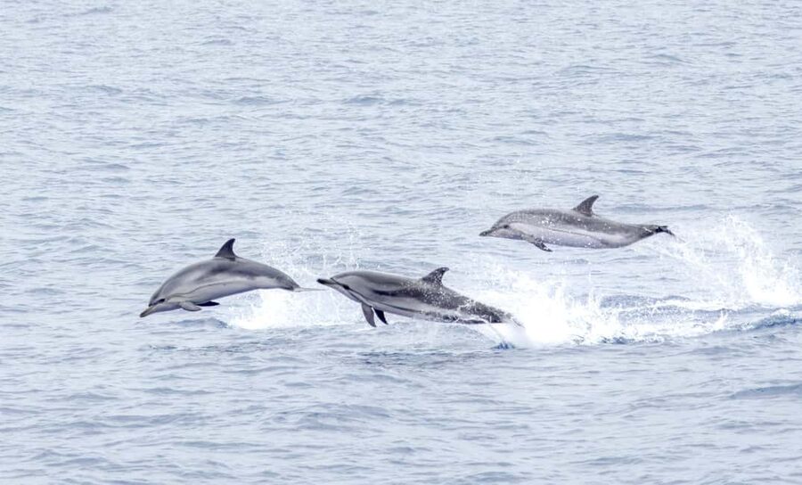São Miguel: Whale-Watching Cruise with Marine Biologist - Meeting up: Picos de Aventura, then the marina near Hotel Marina Atlântico