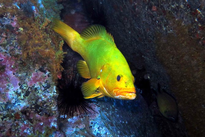 Scuba Diving Experience in Madeira - Key things that make this scuba starter in Funchal worth your time