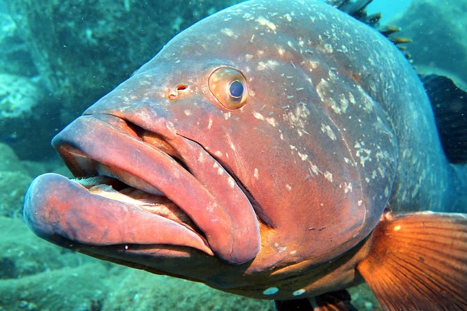 Scuba Diving Experience in Madeira - The open-water moment: max 12 meters and what to aim for