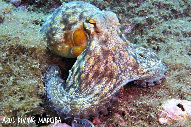Scuba Diving Experience in Madeira - Weather and health rules you should plan around