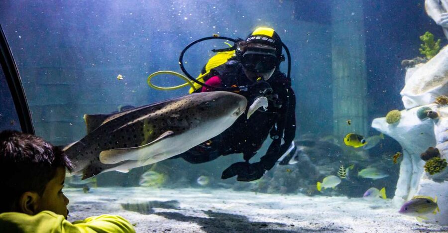 SEA LIFE Porto Full-Day Entrance Ticket - Key highlights you should plan around
