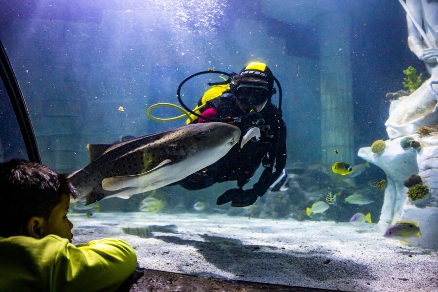 SEA LIFE Porto Full-Day Entrance Ticket - Penguin Island birds: a “new in town” reason to visit