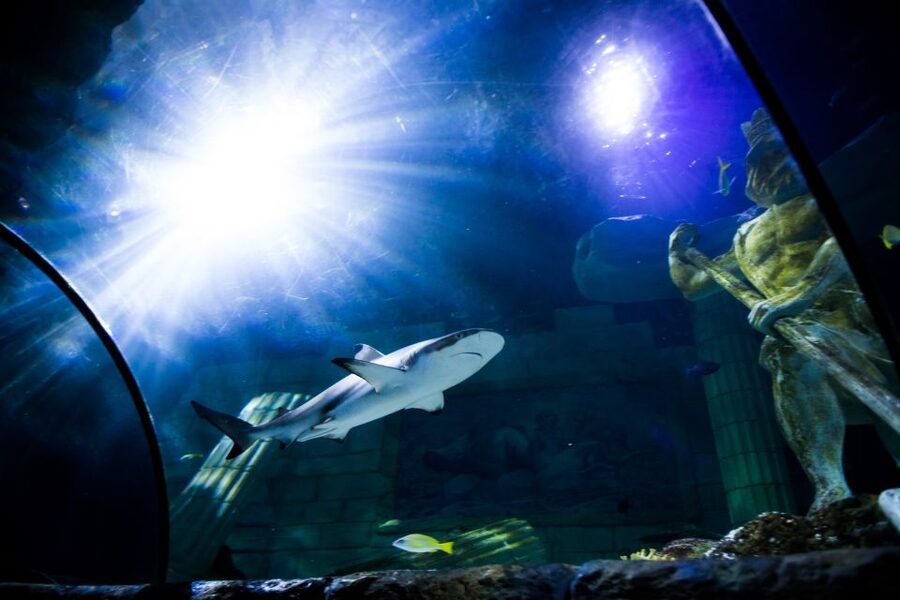 SEA LIFE Porto Full-Day Entrance Ticket - Cafeteria break and Atlantic Ocean balcony views