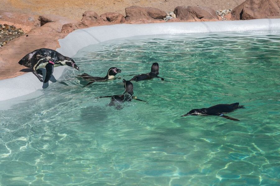 SEA LIFE Porto Full-Day Entrance Ticket - Should you book this SEA LIFE Porto full-day ticket?