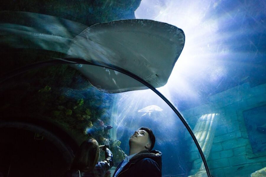SEA LIFE Porto Full-Day Entrance Ticket - The marine life you’ll actually want to see up close
