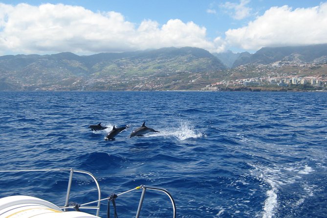 Seaborn Catamaran trips - Price and timing: what the $42.24 value really buys