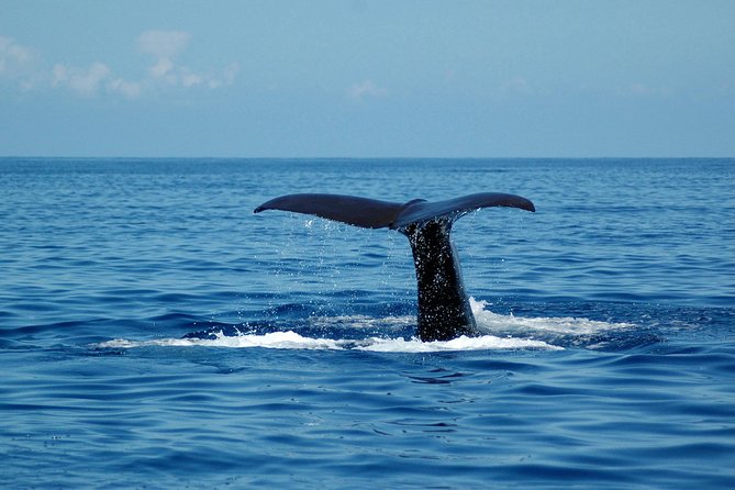 Seaborn Catamaran trips - Wildlife spotting with responsible rules that feel real