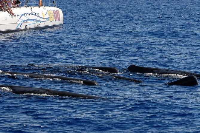 Seaborn Catamaran trips - Meeting at Funchal Marina, and why “30 minutes early” matters