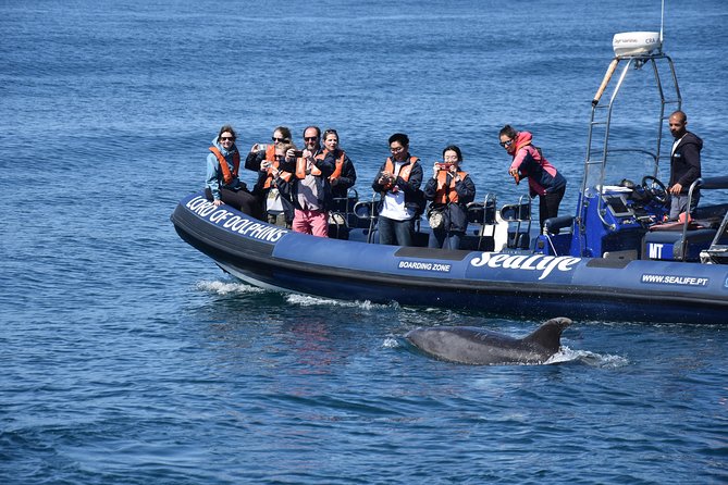 Sealife Sea Safari, Dolphin Watching with Marine Biologist's Lagos - The boats at Lagos Marina: fast options, smarter comfort