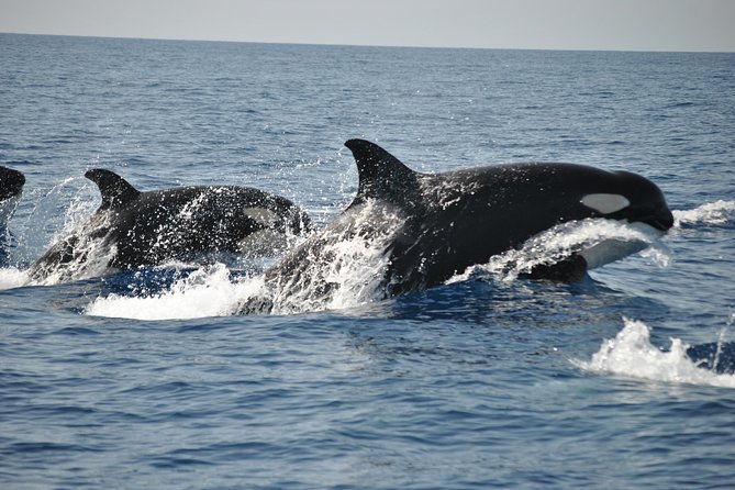 Sealife Sea Safari, Dolphin Watching with Marine Biologist's Lagos - The 1.5-hour Atlantic run, and what the timing feels like
