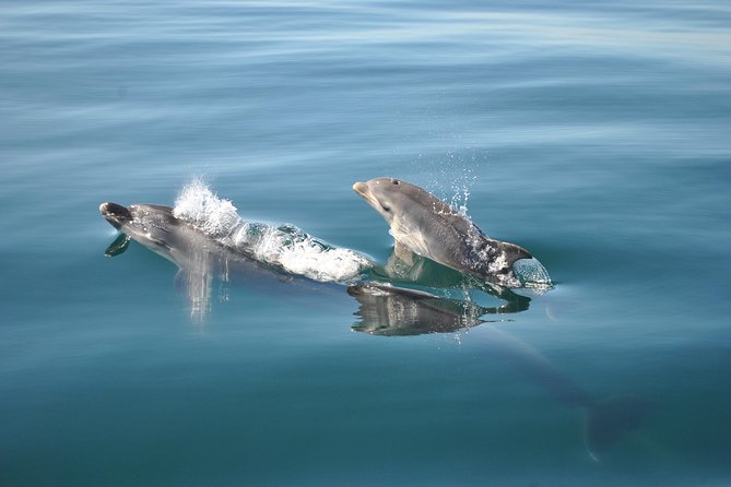 Sealife Sea Safari, Dolphin Watching with Marine Biologist's Lagos - How they stay close without turning it into a spectacle