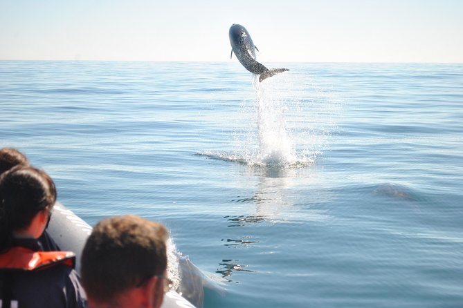 Sealife Sea Safari, Dolphin Watching with Marine Biologist's Lagos - When the sea gets rough, you still have a plan