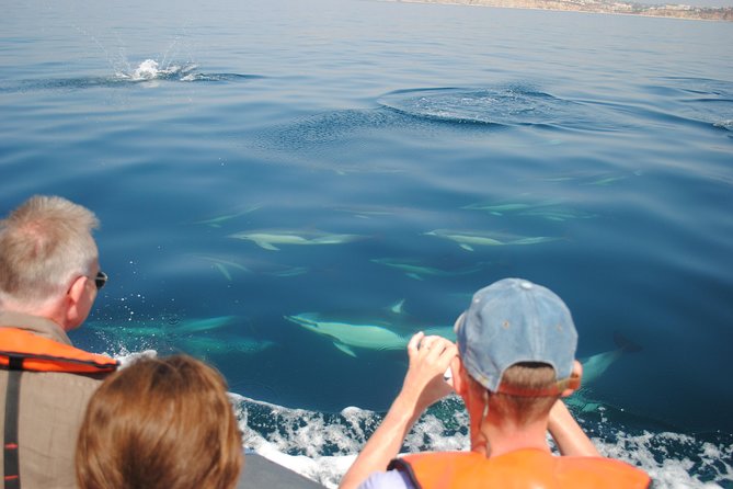 Sealife Sea Safari, Dolphin Watching with Marine Biologist's Lagos - Price and value of $48.39 in Lagos