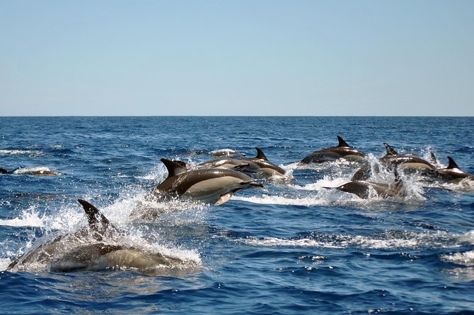 Sealife Sea Safari, Dolphin Watching with Marine Biologist's Lagos - Marine biologists on board, and why it changes everything