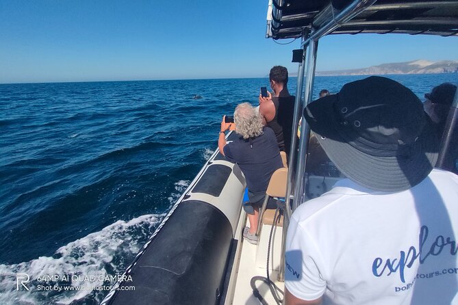 Sesimbra: Arrábida Dolphin and Whale Watching tour with biologist - The main wildlife time: cruising the Arrábida coast with a biologist