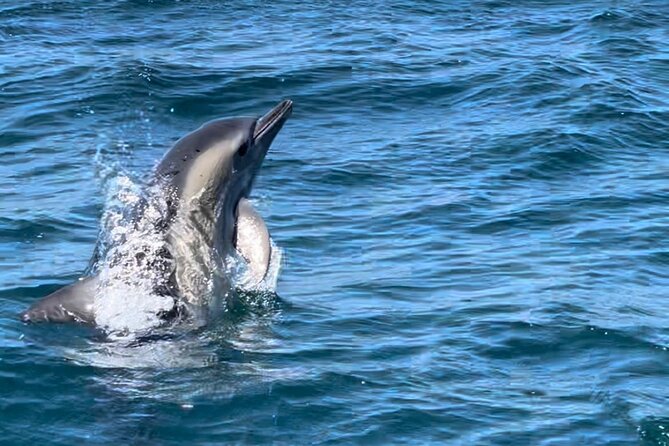Sesimbra: Arrábida Dolphin and Whale Watching tour with biologist - Cave and shoreline scenes: why this portion feels like more than a boat ride