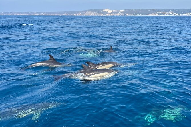 Sesimbra: Arrábida Dolphin and Whale Watching tour with biologist - How long is the trip, and what the timing means for your day