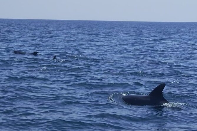 Sesimbra: Arrábida Dolphin and Whale Watching tour with biologist - The 9:30 marina meet-up, and what you can do while everyone checks in