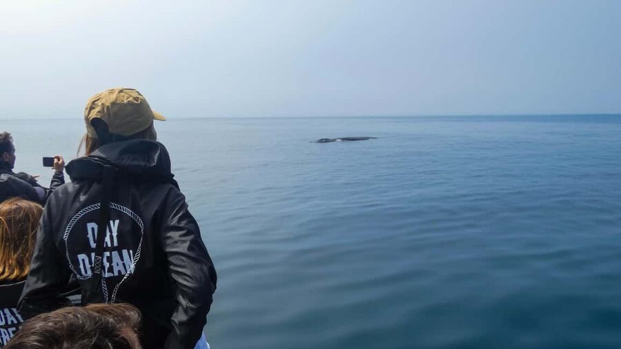 Sesimbra: Arrábida Dolphin and Whale Watching with Biologist - Why Arrábida Natural Park Makes Dolphin and Whale Watching Feel Real
