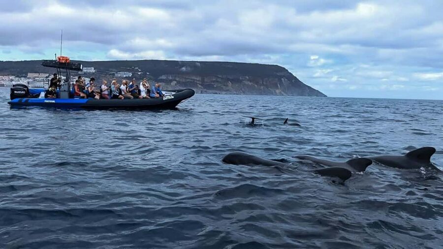 Sesimbra: Arrábida Dolphin and Whale Watching with Biologist - Booking Call: Should You Book This Biologist-Led Dolphin and Whale Trip?