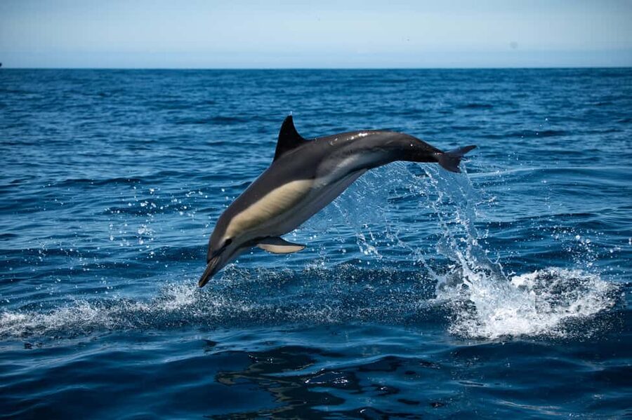 Sesimbra: Arrábida Dolphin and Whale Watching with Biologist - Praia da Mijona Photo Stop: Coast Views Without the Rush