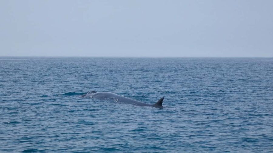 Sesimbra: Arrábida Dolphin and Whale Watching with Biologist - Ribeiro do Cavalo Beach Swim and Snorkel: The Best Part If You Want More Than Watching
