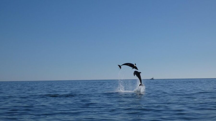 Sesimbra: Arrábida Dolphin and Whale Watching with Biologist - What the Dolphin and Whale Watching Experience Teaches You