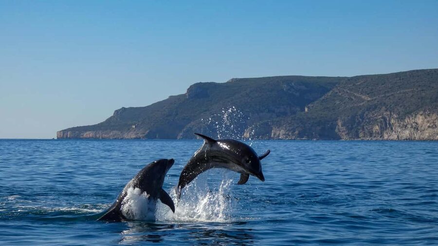 Sesimbra: Arrábida Dolphin and Whale Watching with Biologist - Value and Price: Is $64 Worth 3 Hours on the Water?