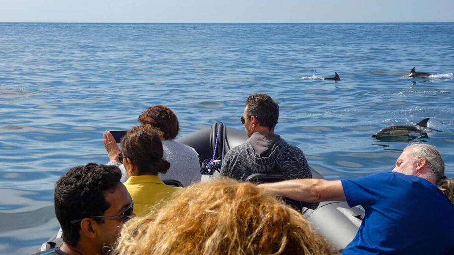 Sesimbra: Arrábida Dolphin and Whale Watching with Biologist - Practical Tips: What to Bring and How to Have the Smoothest Sail