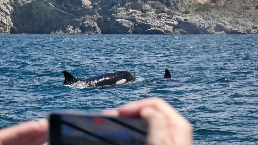 Sesimbra: Arrábida Dolphin and Whale Watching with Biologist - The Main Cruise Time: CV7Q+XV and CR6Q+WV Wildlife Watching