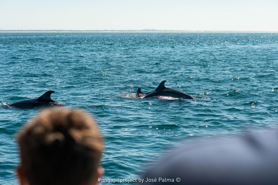 Setúbal: Dolphin Watching Boat Tour - Who This Tour Fits Best (And Who Might Want a Different Plan)