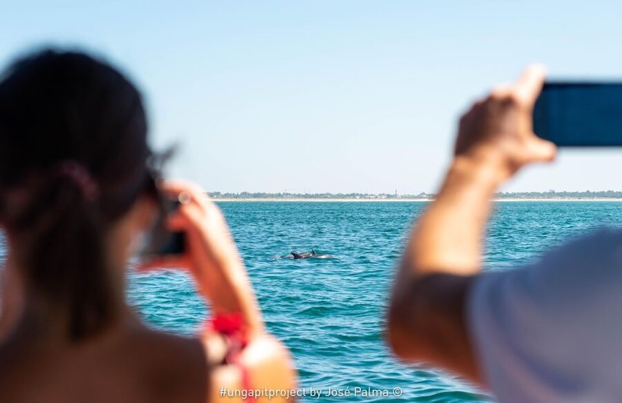 Setúbal: Dolphin-Watching Boat Tour - The sightseeing portion: Arrábida beaches, Troia views, and Sado-water scenery