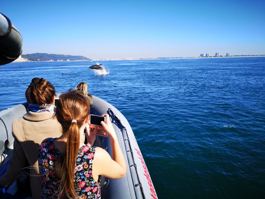 Setúbal: Dolphin-Watching Boat Tour - The dolphin search: how the skipper runs the hunt
