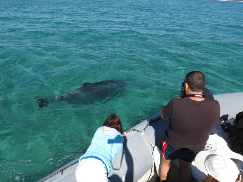 Setúbal: Dolphin-Watching Boat Tour - Safety and boat design: what the crew emphasizes
