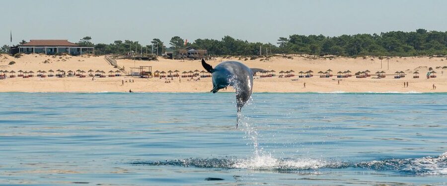 Setúbal: Dolphin Watching Boat Tour - When Dolphins Do Not Act Up: Managing Expectations the Right Way